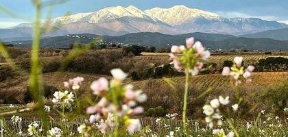Terrain à Bompas en Pyrénées-Orientales (66) de 700 m² à vendre au prix de 238000€