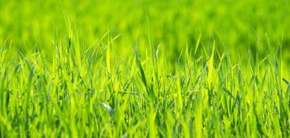 Terrain à Thors en Charente-Maritime (17) de 1200 m² à vendre au prix de 22500€