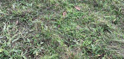 Terrain à Avensan en Gironde (33) de 401 m² à vendre au prix de 139500€