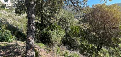 Terrain à Ocana en Corse-du-Sud (2A) de 0 m² à vendre au prix de 135000€ - 1