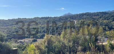 Terrain à Penta-di-Casinca en Haute-Corse (2B) de 0 m² à vendre au prix de 120000€ - 2