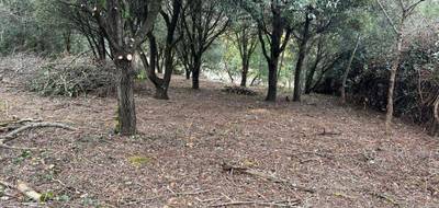 Terrain à Saint-Vincent-d'Olargues en Hérault (34) de 796 m² à vendre au prix de 16000€ - 3
