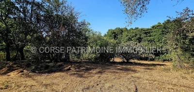 Terrain à Ghisonaccia en Haute-Corse (2B) de 1697 m² à vendre au prix de 145000€ - 2