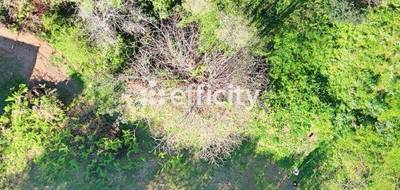 Terrain à Cervione en Haute-Corse (2B) de 1500 m² à vendre au prix de 105000€ - 4